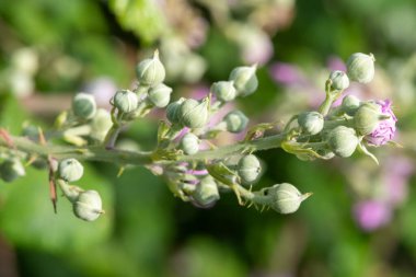 Ortak bir çalıdaki tomurcukları kapat (rubus fruticosus) bitkisi
