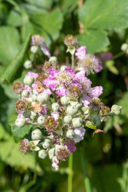 Pembe çiçekleri ortak bir çalıya yakın tut (rubus fruticosus)