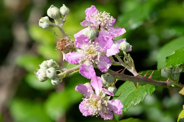 Gros Plan Fleurs Roses Sur Une Plante Commune Ronce Rubus — Photo