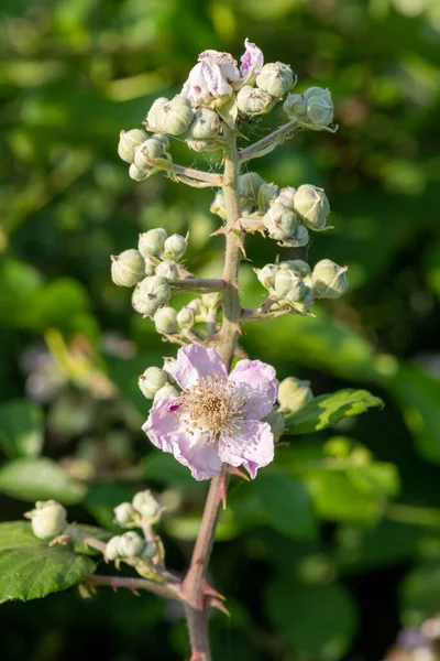 Zbliżenie Różowe Kwiaty Wspólnej Jeżyny Rubus Fruticosus Roślin — Zdjęcie stockowe
