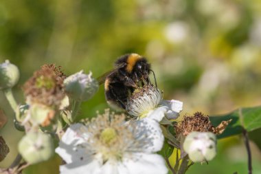 Beyaz bir çiçeği sıradan bir çalıkuşu (rubus fruticosus) üzerinde tozlaştıran yaban arısına yakından bakın.