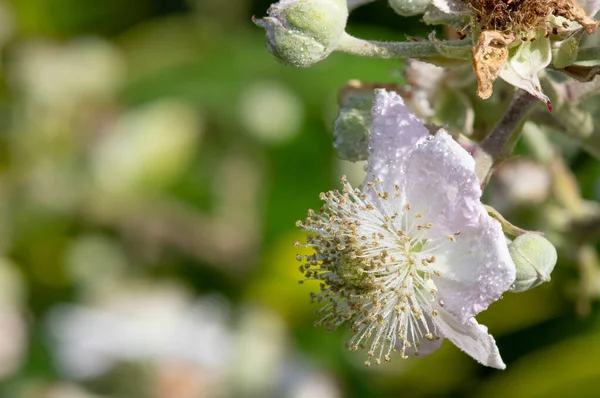 Macro shot of a white flower covered in dew droplets on a common bramble (rubus fruticosus) plant