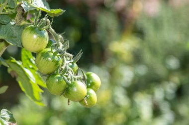 Sarmaşıkta yetişen olgunlaşmamış yeşil domatesleri (solanum lycopersicum) kapatın