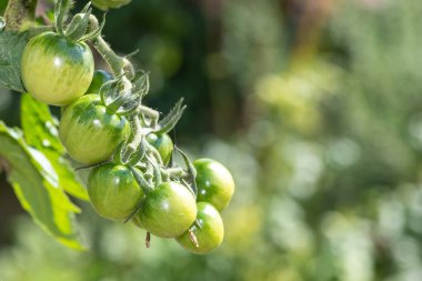 Sarmaşıkta yetişen olgunlaşmamış yeşil domatesleri (solanum lycopersicum) kapatın