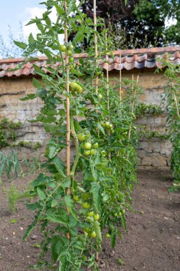 Sarmaşıkta yetişen olgunlaşmamış yeşil domatesleri (solanum lycopersicum) kapatın
