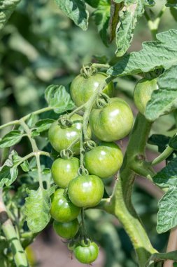 Sarmaşıkta yetişen olgunlaşmamış yeşil domatesleri (solanum lycopersicum) kapatın