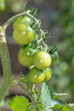 Sarmaşıkta yetişen olgunlaşmamış yeşil domatesleri (solanum lycopersicum) kapatın