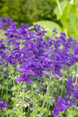Yıllık mor adaçayı (salvia horminium) çiçeklerinin açılışını kapat
