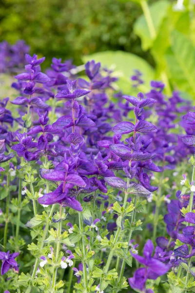 Yıllık mor adaçayı (salvia horminium) çiçeklerinin açılışını kapat