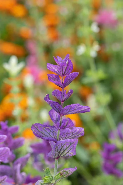 Крупный План Фиолетовых Ежегодных Цветков Шалфея Сальвия Горминиевая — стоковое фото
