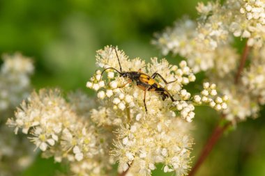 Benekli bir uzun boynuzun (rutpela maculata) makro çekimi. Meadowsweet (filipendula ulmaria) çiçeklerinin poleniyle beslenen böcek.