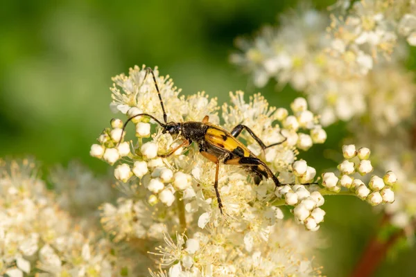 쿨라타 딱정벌레가 방귀벌레의 꽃가루를 — 스톡 사진