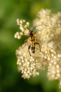 Benekli bir uzun boynuzun (rutpela maculata) makro çekimi. Meadowsweet (filipendula ulmaria) çiçeklerinin poleniyle beslenen böcek.