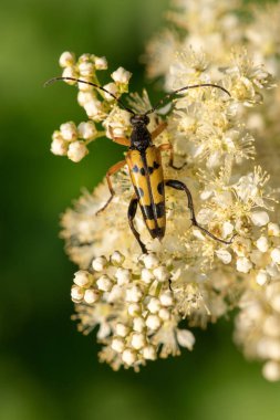 Benekli bir uzun boynuzun (rutpela maculata) makro çekimi. Meadowsweet (filipendula ulmaria) çiçeklerinin poleniyle beslenen böcek.