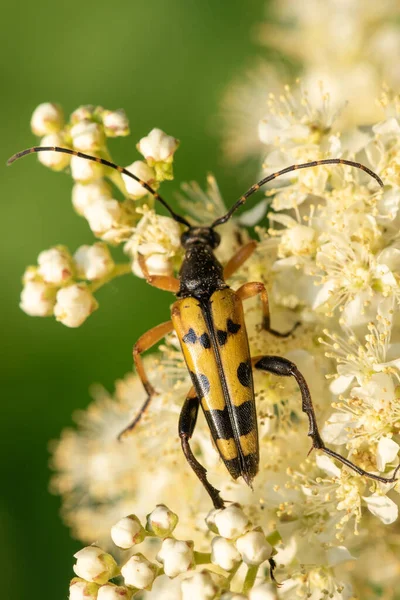 斑点长角羚 Rutpela Maculata 甲虫在草地甜花 Filipendula Ulmaria 花粉上觅食的宏观照片 — 图库照片