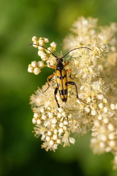 쿨라타 딱정벌레가 방귀벌레의 꽃가루를 — 스톡 사진