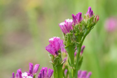 Makro dalgalı deniz lavantası (limonyum sinuatum) çiçeği.