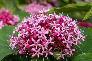 Meksika ortancasını (katip davul bungei) çiçek açarken kapatın