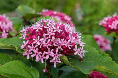 Meksika ortancasını (katip davul bungei) çiçek açarken kapatın