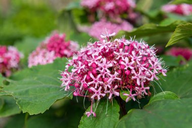Meksika ortancasını (katip davul bungei) çiçek açarken kapatın