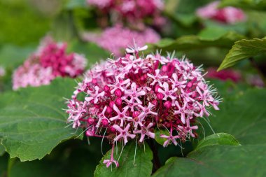Meksika ortancasını (katip davul bungei) çiçek açarken kapatın