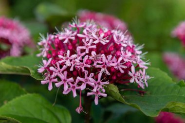 Meksika ortancasını (katip davul bungei) çiçek açarken kapatın