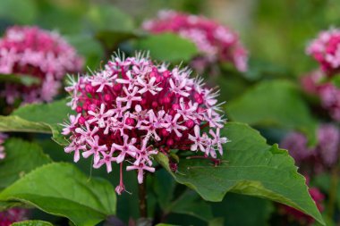 Meksika ortancasını (katip davul bungei) çiçek açarken kapatın
