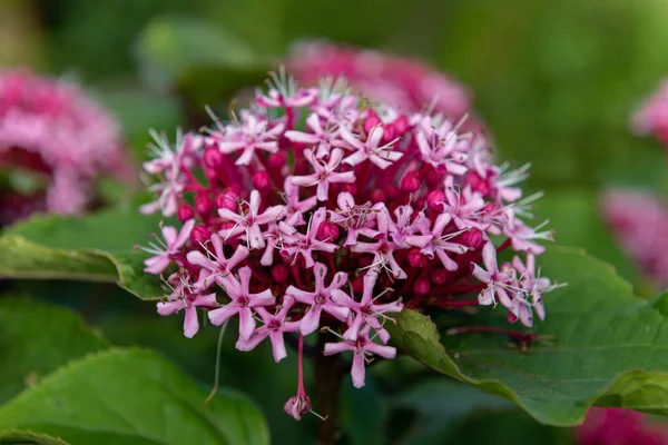 Primer Plano Las Flores Hortensias Mexicanas Clerodendrum Bungei Flor —  Fotos de Stock