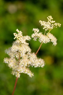Çiçekler açan bir çayırçiçeğinin (filipendula ulmaria) yakınında