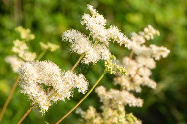 Çiçekler açan bir çayırçiçeğinin (filipendula ulmaria) yakınında