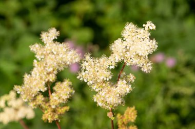 Çiçekler açan bir çayırçiçeğinin (filipendula ulmaria) yakınında