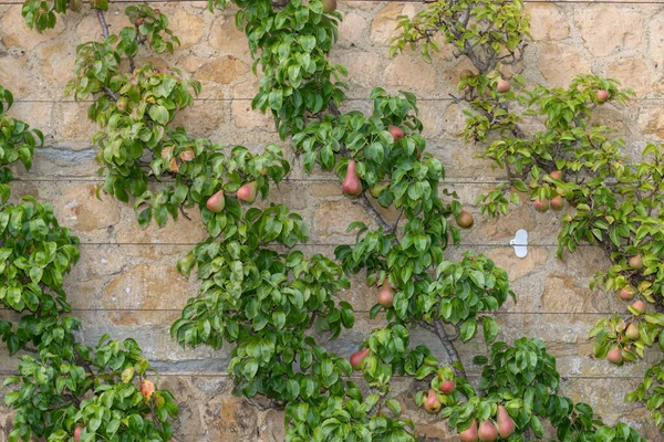 Close Pears Grown Wires Wall Walled Garden — Stock Photo, Image