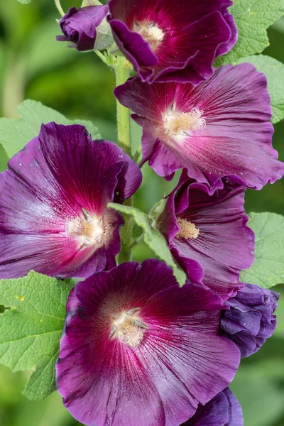 Close Purple Common Hollyhock Alcea Rosea Flowers Bloom — Stock Photo, Image