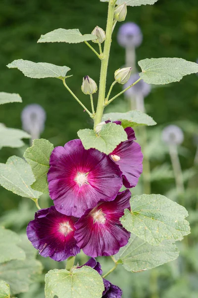 花に紅色の一般的なホロホック アルセア ローマ の花の終わり — ストック写真