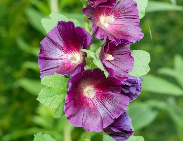 Gros Plan Fleurs Violettes Alcea Rosea Fleurs — Photo