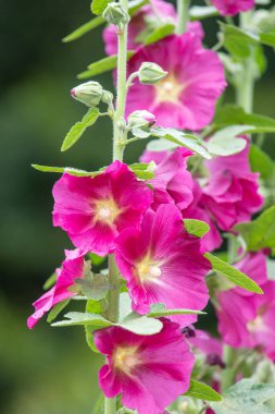Çiçek açan pembe gülgüllerin (alcea rosea) kapağını kapat