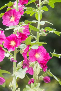 Çiçek açan pembe gülgüllerin (alcea rosea) kapağını kapat