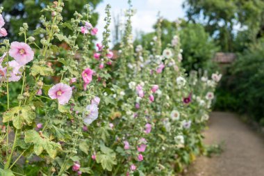 Çiçek açan yaygın bir gülgülhokusu (alcea rosea) çeşidi