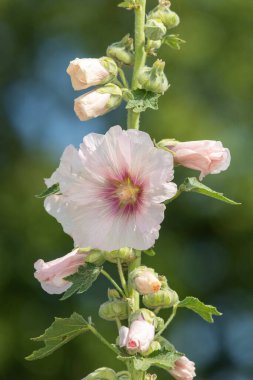 Çiçeklerin açtığı beyaz güllerin (alcea rosea) kapağını kapat