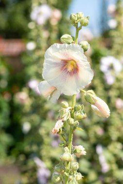 Çiçeklerin açtığı beyaz güllerin (alcea rosea) kapağını kapat