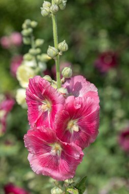 Çiçek açan pembe gülgüllerin (alcea rosea) kapağını kapat