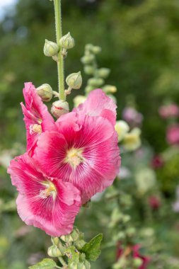 Çiçek açan pembe gülgüllerin (alcea rosea) kapağını kapat