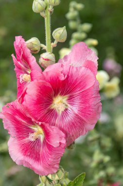 Çiçek açan pembe gülgüllerin (alcea rosea) kapağını kapat