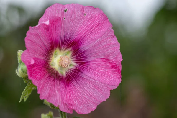 Közelről Egy Rózsaszín Közös Hollyhock Alcea Rosea Virág Virágzik — Stock Fotó