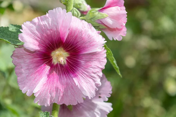 花にピンク色の一般的なホリホック アルセア ローマ の花の終わり — ストック写真