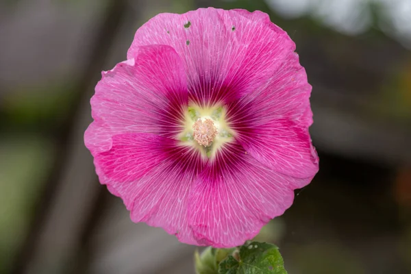 Κοντινό Πλάνο Ενός Ροζ Κοινού Λουλουδιού Hollyhock Alcea Rosea Άνθιση — Φωτογραφία Αρχείου