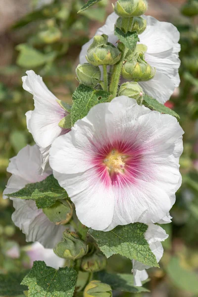Çiçeklerin Açtığı Beyaz Güllerin Alcea Rosea Kapağını Kapat — Stok fotoğraf