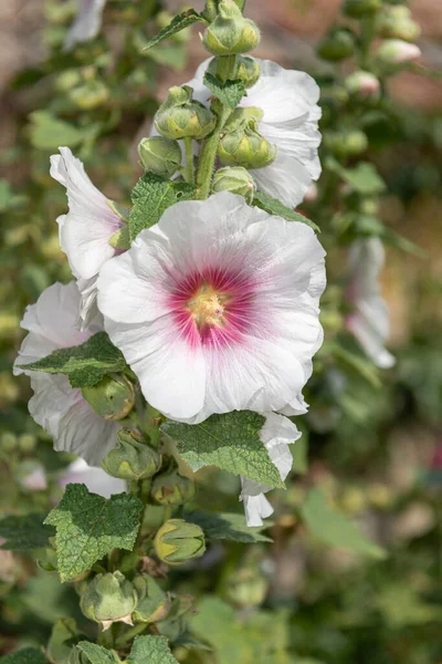 Çiçeklerin Açtığı Beyaz Güllerin Alcea Rosea Kapağını Kapat — Stok fotoğraf