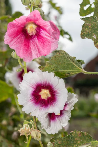 花にはピンク色の花を咲かせます — ストック写真