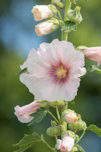 Közelről Fehér Közös Hollyhock Alcea Rosea Virágok Virágzik — Stock Fotó